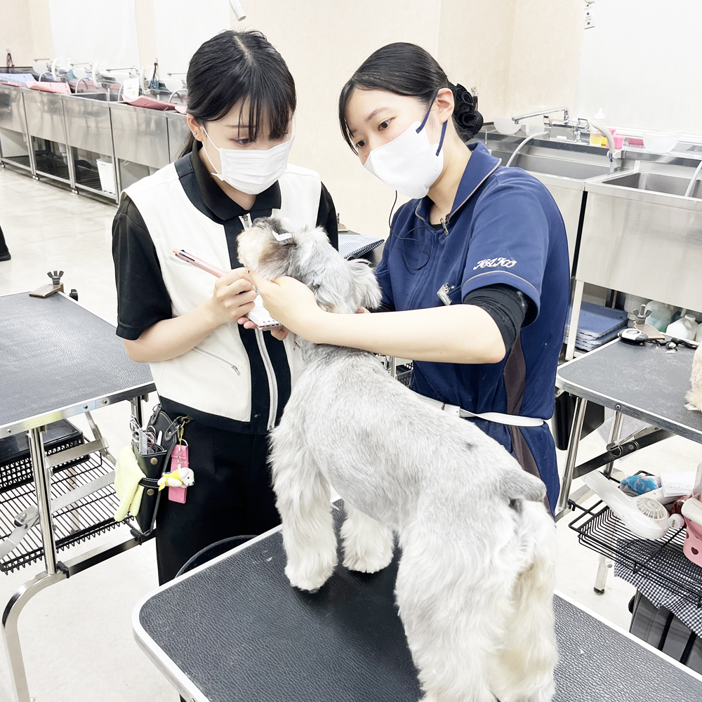 お客様の愛犬をトリミング！②